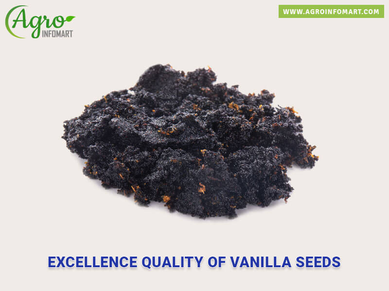 vanilla seeds Wholesale