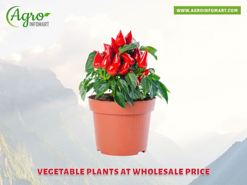 vegetable plants Wholesale