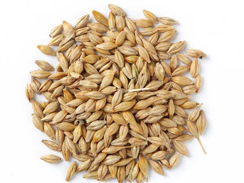 barley seeds companies list