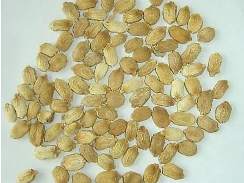 bitter gourd seeds companies list