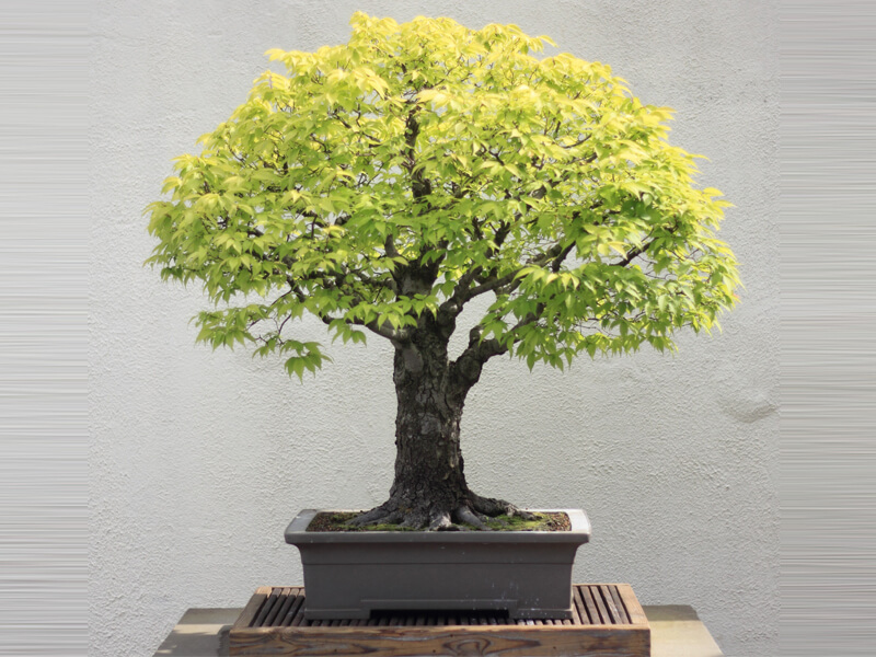 bonsai plants companies list