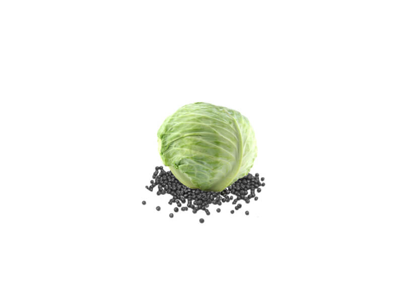cabbage seeds companies list