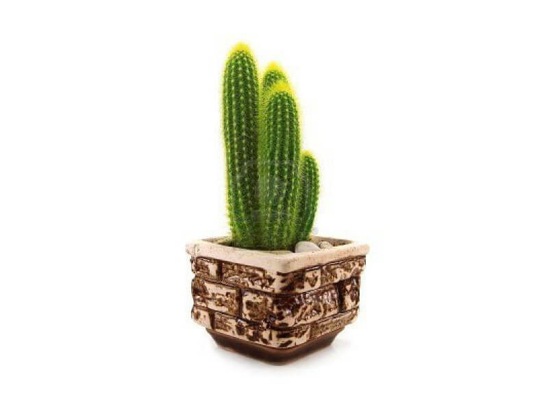 cactus plants companies list