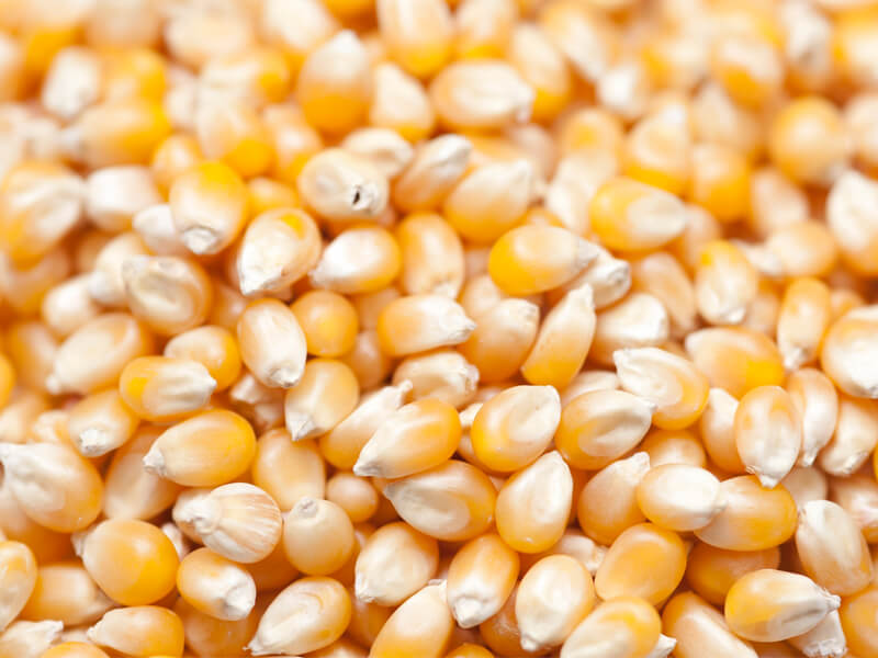 corn seeds companies list