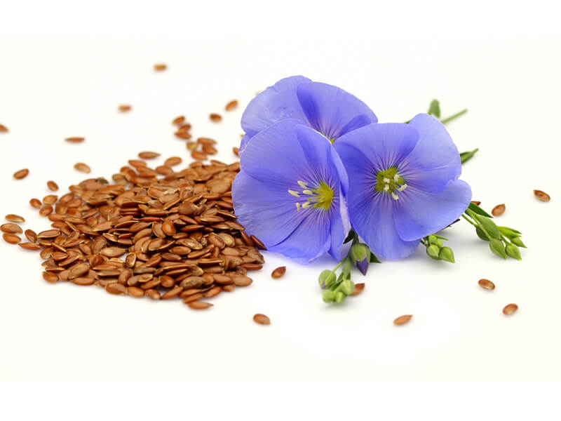 flower seeds companies list