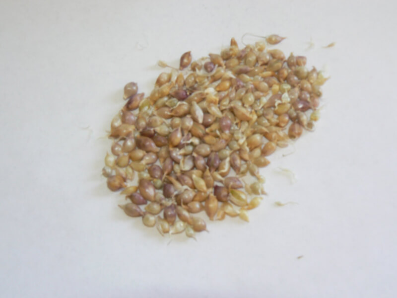 garlic seeds companies list