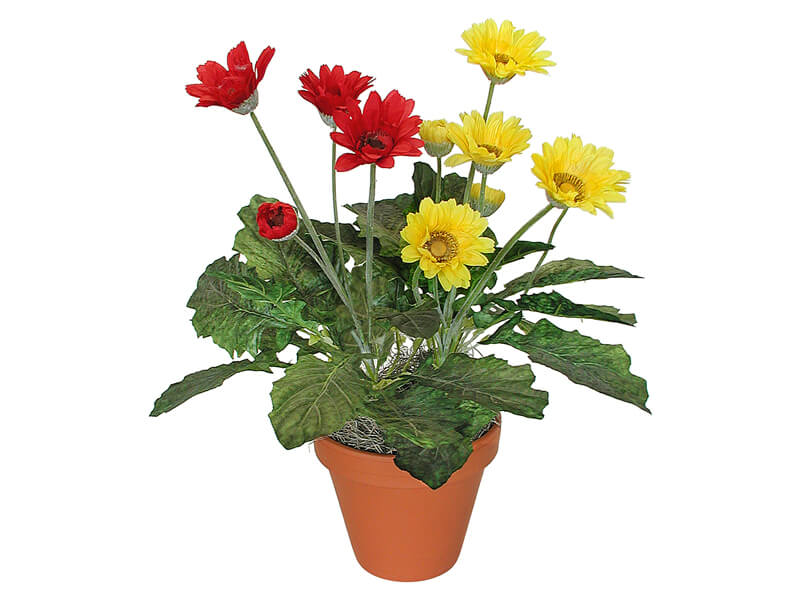 gerbera daisy plant companies list