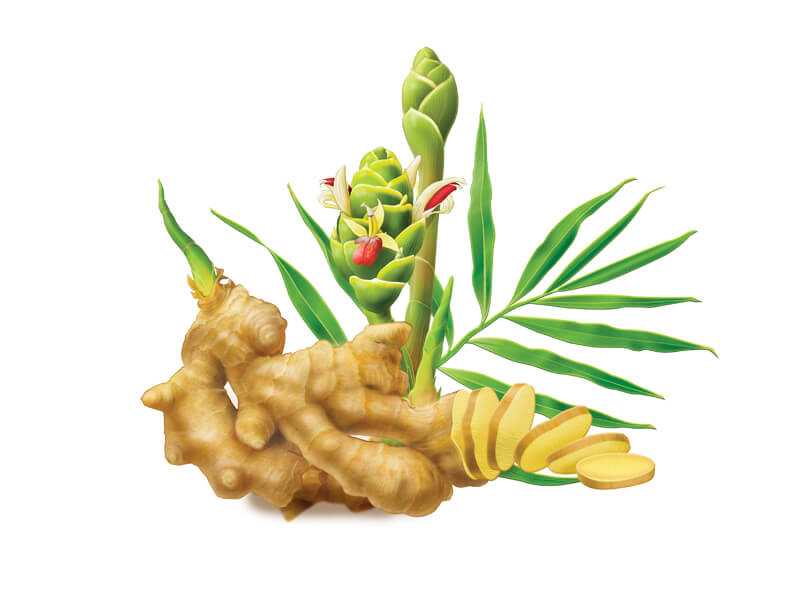 ginger plant companies list