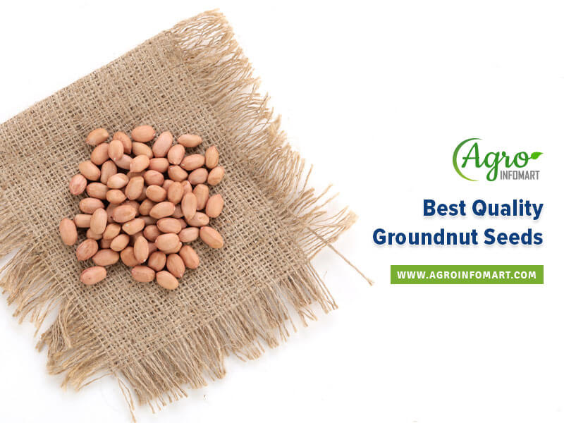 groundnut seeds companies list