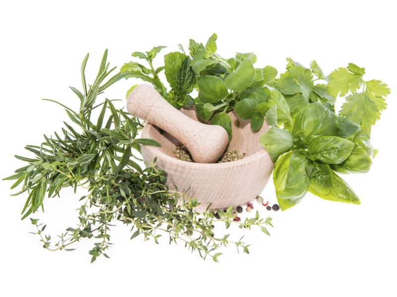 herbal plants companies list