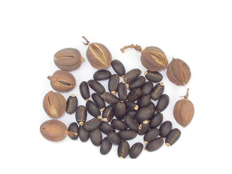 jatropha seeds companies list