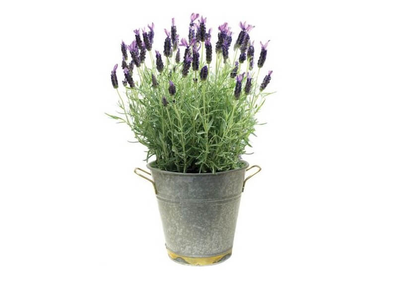lavender plants companies list