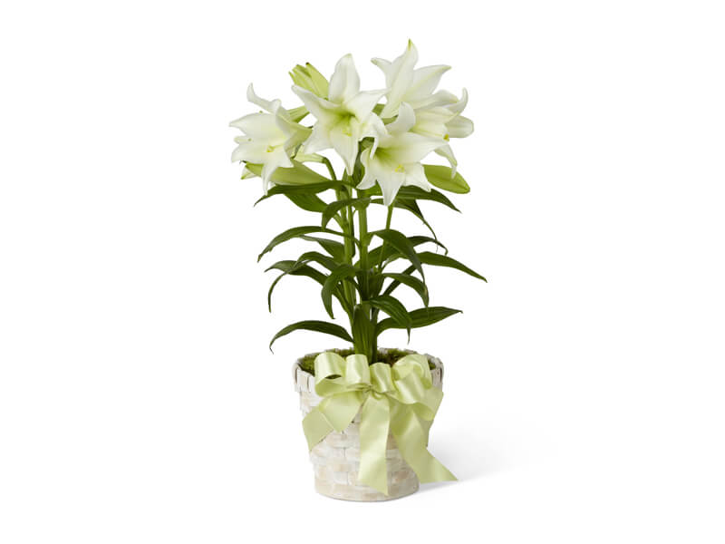 lily plant companies list