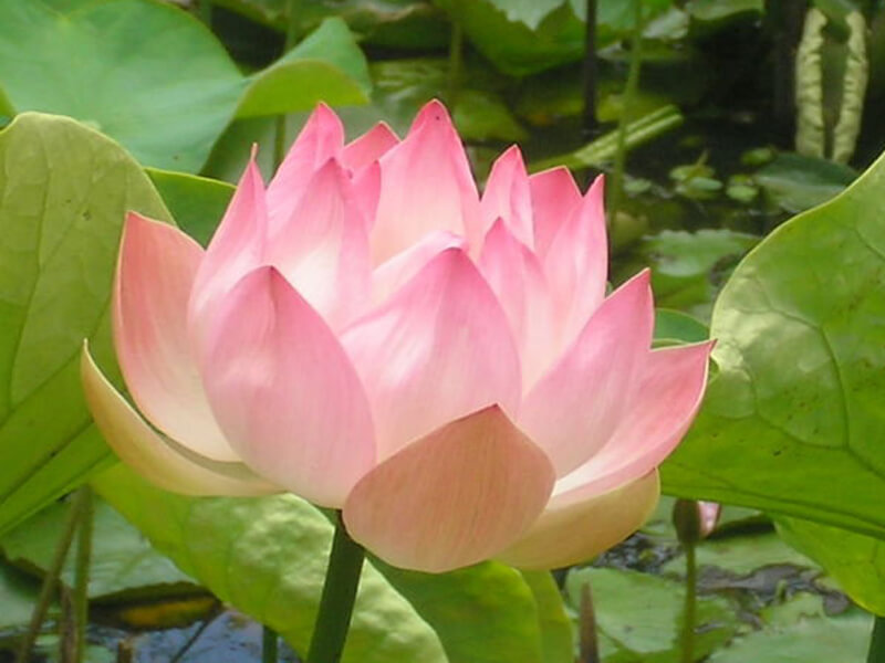 lotus plant companies list