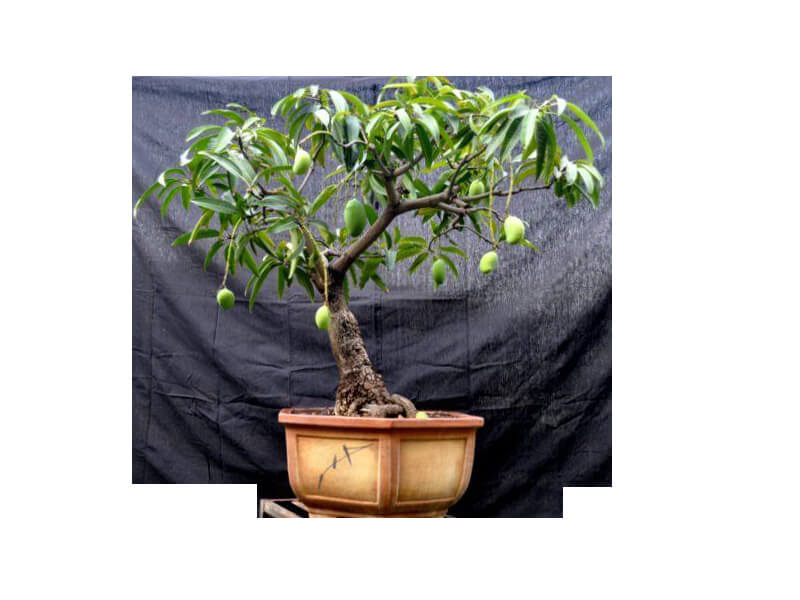 mango plant companies list