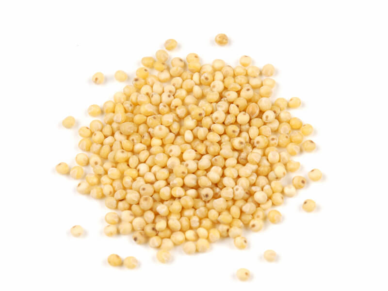 millet seeds companies list