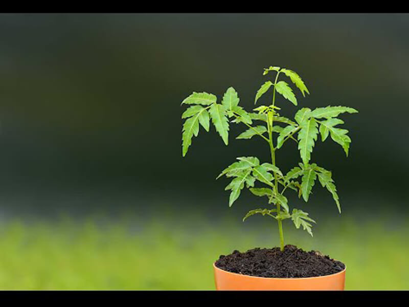 neem plant companies list