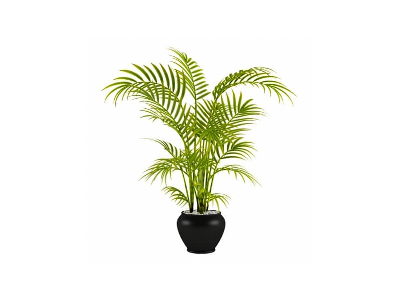 palm plant companies list