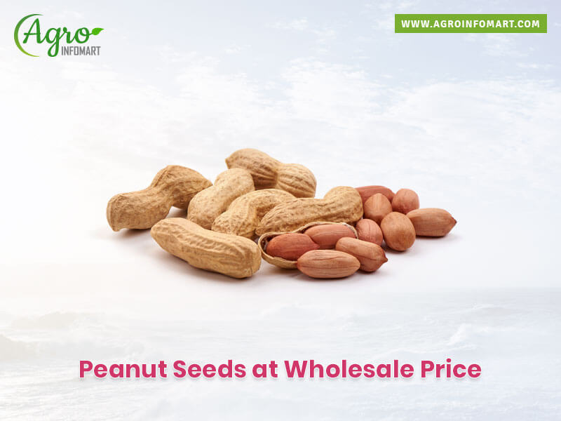 peanut seeds companies list
