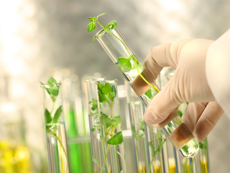 plant tissue culture companies list