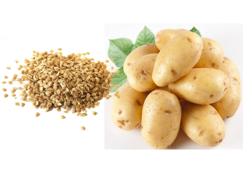 potato seeds companies list