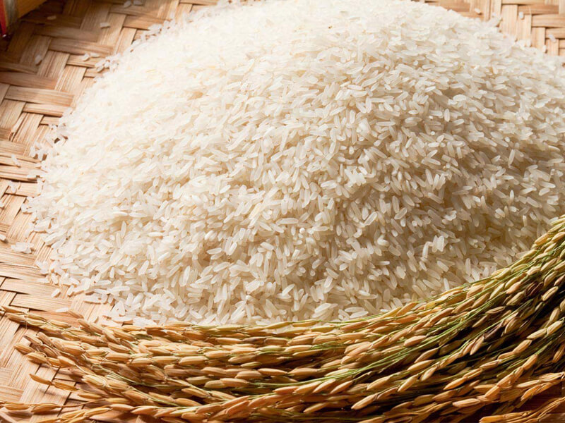 rice seed companies list