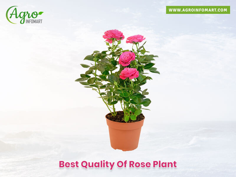 rose plant  companies list