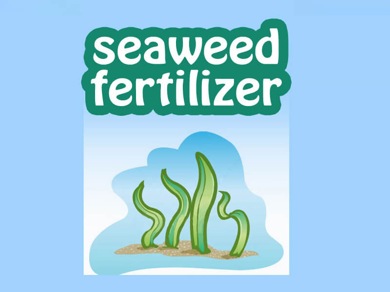 seaweed fertilizer companies list
