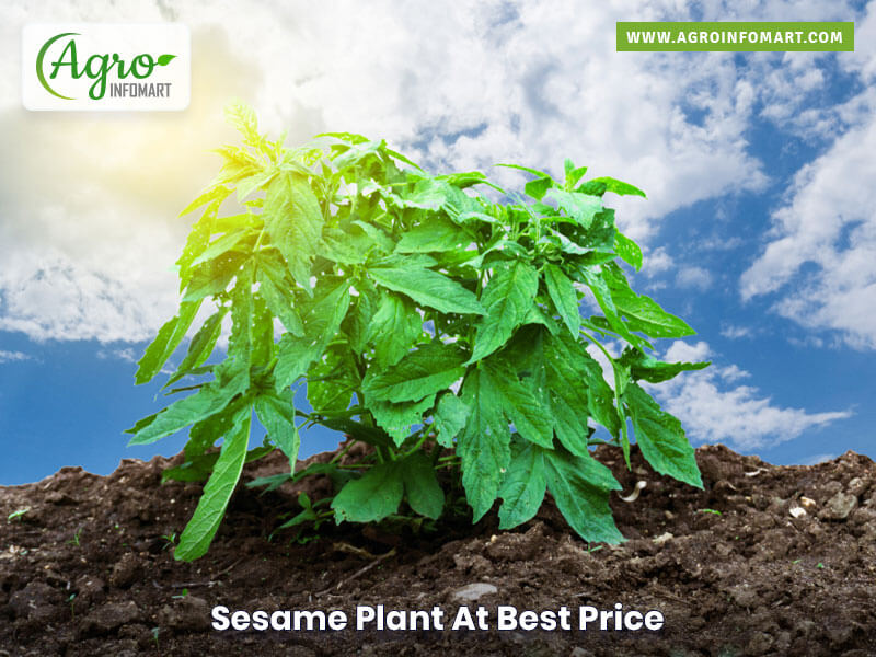 sesame plant  companies list