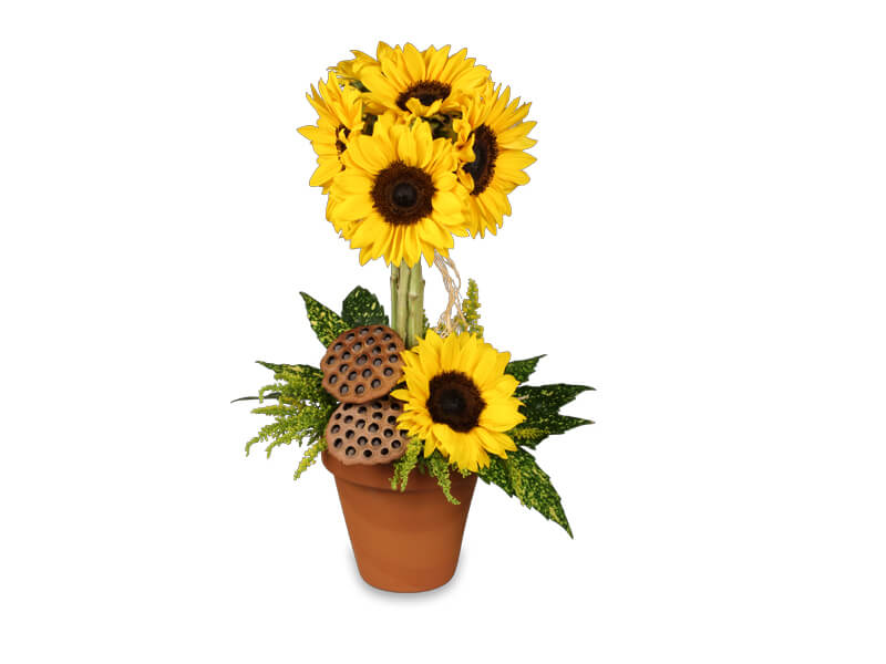 sunflower plant companies list