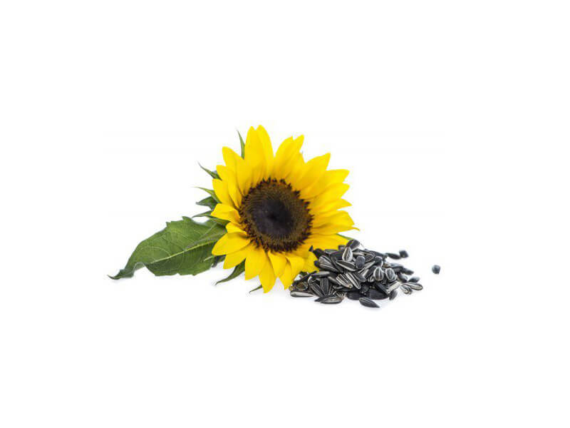 sunflower seeds companies list