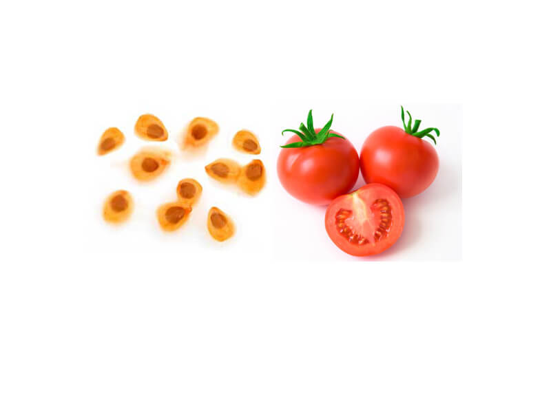 tomato seeds companies list