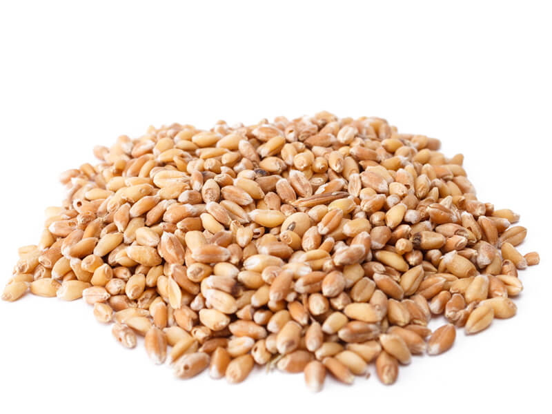 wheat seeds companies list
