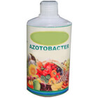 azotobacter biofertilizer
