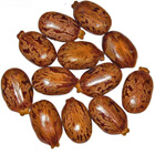 castor seed