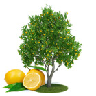 citrus plant