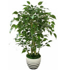 ficus plant