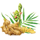 ginger plant