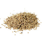 guar seeds