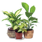 hybrid plants