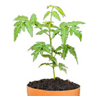 neem plant