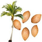 palm seeds