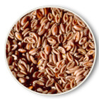 psyllium seeds