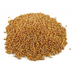 sorghum seeds