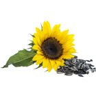 sunflower seeds