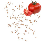 tomato seeds