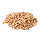 wheat seeds